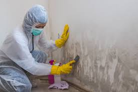 Best Environmental Consulting for Mold Prevention  in Apple Creek, OH